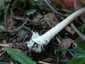 Ragadós bocskorosgomba (Volvopluteus gloiocephalus), Budai-hegység